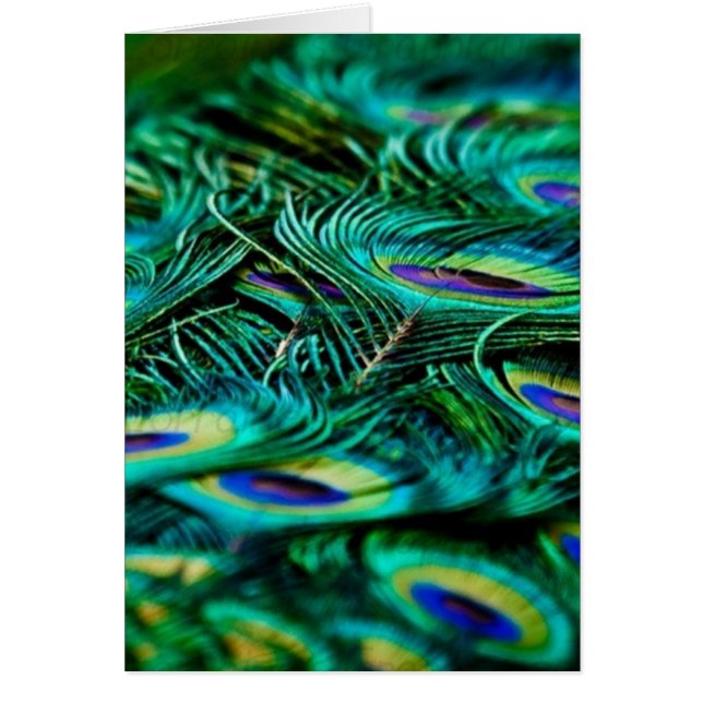 Peacock Feathers Cards (Front)