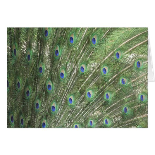 Peacock Feathers Cards (Front Horizontal)