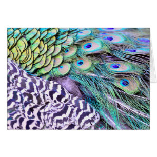 Peacock Feathers Cards