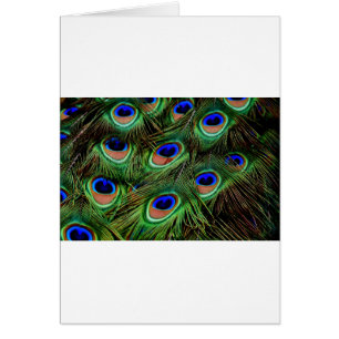 Peacock Feathers Cards