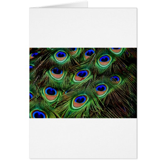 Peacock Feathers Cards (Front)