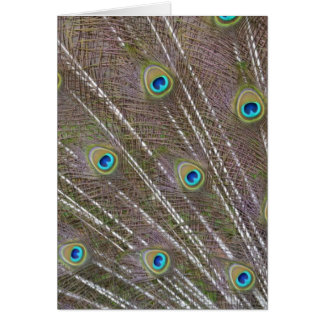 Peacock Feathers Cards