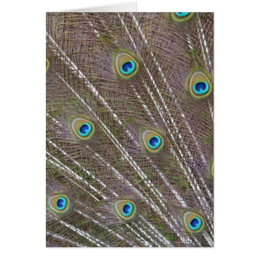 Peacock Feathers Cards (Front)