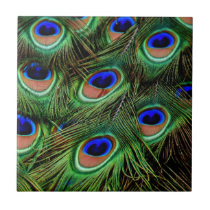 Peacock Feathers Ceramic Tile