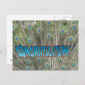 Peacock Feathers Congratulations Postcard Blue (Front/Back)