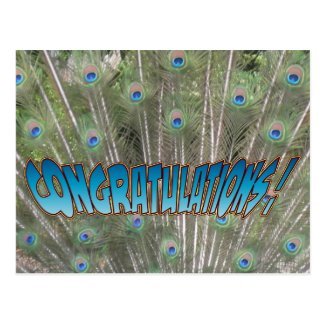 Peacock Feathers Congratulations Postcard Blue