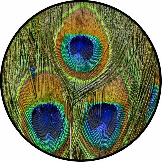 Peacock Feathers Cutout (Front)