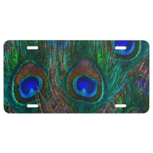 Peacock Feathers Etching Style License Plate