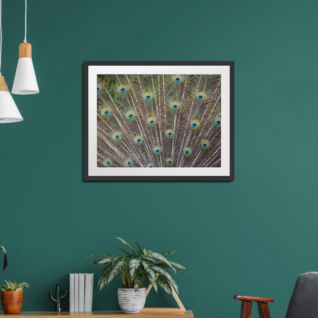 Peacock Feathers Framed Art (Living Room 2)