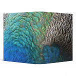 Peacock Feathers I Colorful Abstract Nature Design 3 Ring Binder