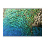 Peacock Feathers I Colorful Abstract Nature Design Acrylic Print