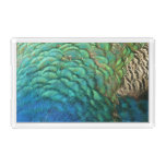 Peacock Feathers I Colorful Abstract Nature Design Acrylic Tray