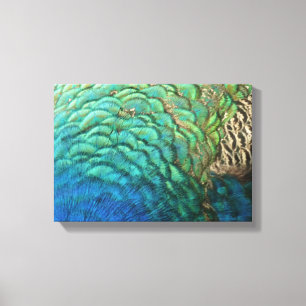 Peacock Feathers I Colorful Abstract Nature Design Canvas Print