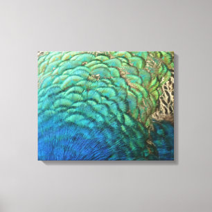 Peacock Feathers I Colorful Abstract Nature Design Canvas Print