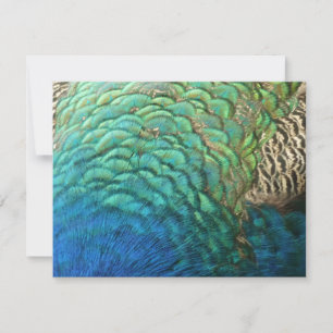 Peacock Feathers I Colorful Abstract Nature Design Card