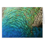 Peacock Feathers I Colorful Abstract Nature Design Card