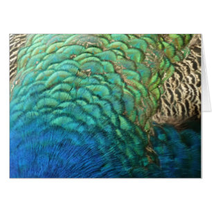Peacock Feathers I Colorful Abstract Nature Design Card