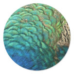 Peacock Feathers I Colorful Abstract Nature Design Classic Round Sticker