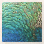 Peacock Feathers I Colorful Abstract Nature Design Glass Coaster