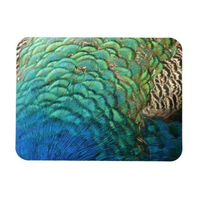 Peacock Feathers I Colorful Abstract Nature Design Magnet (Horizontal)