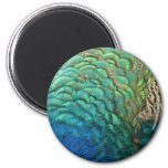 Peacock Feathers I Colorful Abstract Nature Design Magnet