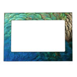 Peacock Feathers I Colorful Abstract Nature Design Magnetic Picture Frame