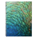 Peacock Feathers I Colorful Abstract Nature Design Notebook
