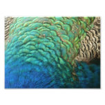 Peacock Feathers I Colorful Abstract Nature Design Photo Print