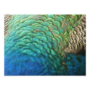 Peacock Feathers I Colorful Abstract Nature Design Photo Print