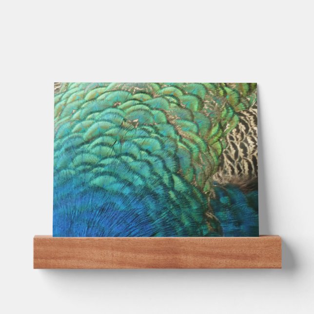 Peacock Feathers I Colorful Abstract Nature Design Picture Ledge (Front)