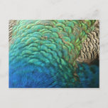 Peacock Feathers I Colorful Abstract Nature Design Postcard