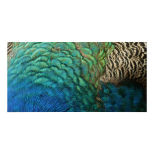Peacock Feathers I Colorful Abstract Nature Design Poster