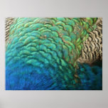 Peacock Feathers I Colorful Abstract Nature Design Poster