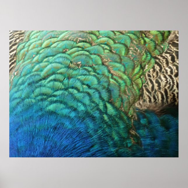 Peacock Feathers I Colorful Abstract Nature Design Poster (Front)