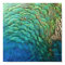 Peacock Feathers I Colorful Abstract Nature Design
