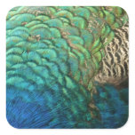 Peacock Feathers I Colorful Abstract Nature Design Square Sticker