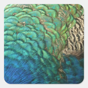Peacock Feathers I Colorful Abstract Nature Design Square Sticker