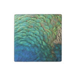Peacock Feathers I Colorful Abstract Nature Design Stone Magnet