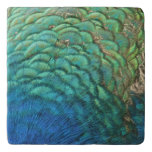Peacock Feathers I Colorful Abstract Nature Design Trivet