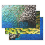 Peacock Feathers I Colorful Abstract Nature Design Wrapping Paper Sheets