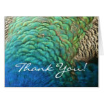 Peacock Feathers I Thank You (Blank Inside) Card