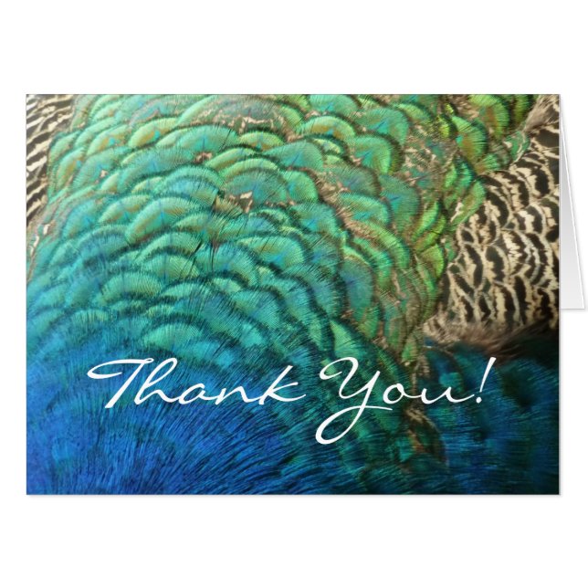 Peacock Feathers I Thank You (Blank Inside) Card (Front Horizontal)