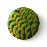 Peacock Feathers II Colorful Nature Button