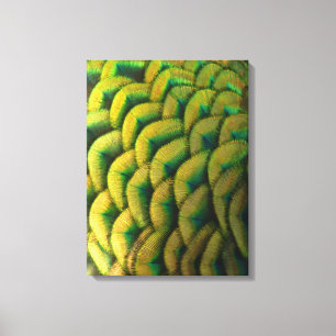 Peacock Feathers II Colorful Nature Canvas Print