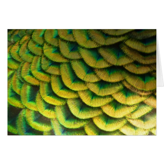 Peacock Feathers II Colorful Nature Cards (Front Horizontal)
