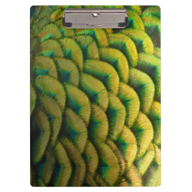 Peacock Feathers II Colorful Nature Clipboard (Front)
