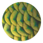 Peacock Feathers II Colorful Nature Design Classic Round Sticker