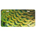 Peacock Feathers II Colorful Nature License Plate