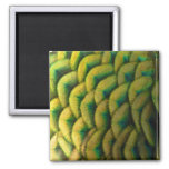 Peacock Feathers II Colorful Nature Magnet