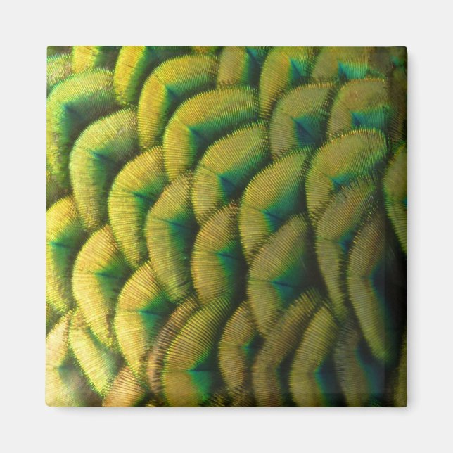 Peacock Feathers II Colorful Nature Magnet (Front)